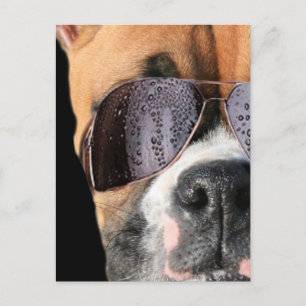 Guay Boxer con postal de gafas de sol