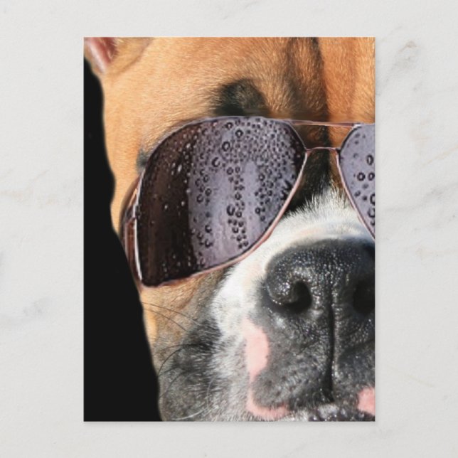 Guay Boxer con postal de gafas de sol (Anverso)
