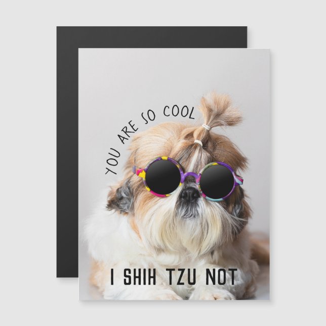 Guay Shih Tzu No es divertido, lindo, gafas de sol (Anverso/Reverso)