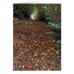 Guayabas rojas y amarillas caidas en el rastro