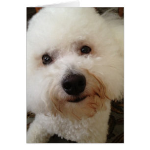 "Gucci" - un grupo de frisos de Bichon