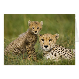 Guepardo, Acinonyx jubatus, con cachorro