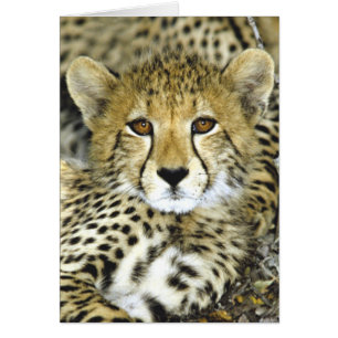 Guepardo Cub 2