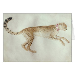 Guepardo de limitación con un cuello rojo