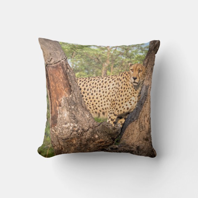 Guepardo en almohada del árbol (Anverso)