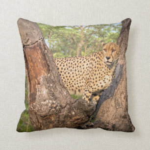 Guepardo en almohada del árbol