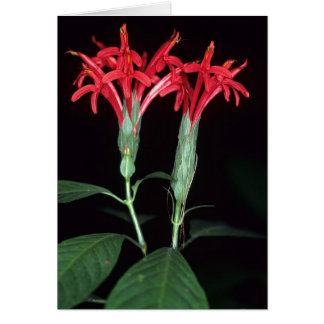 GUIANA FRANCESA: Pachystachys coccinea