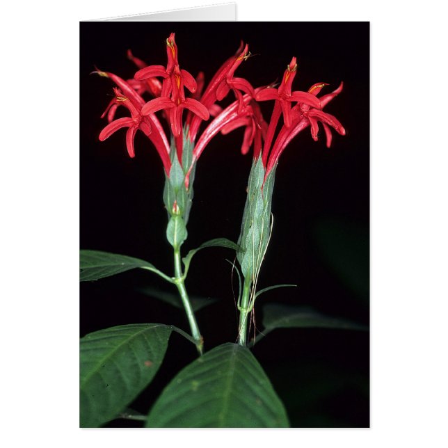 GUIANA FRANCESA: Pachystachys coccinea (Frente)