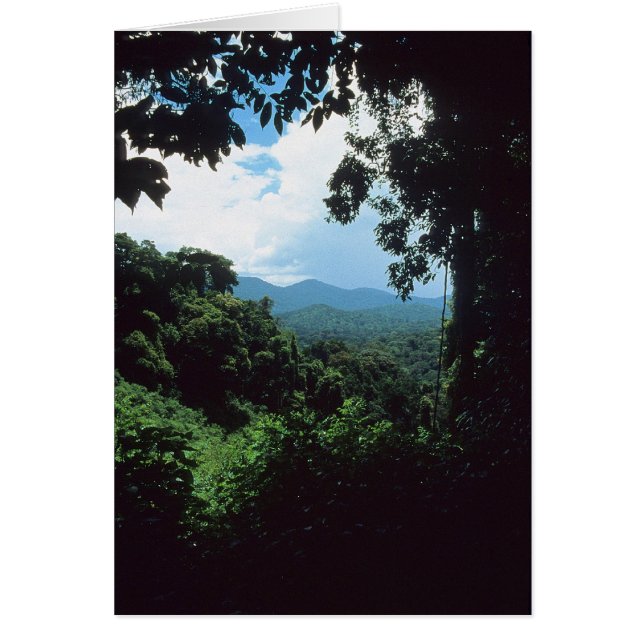GUIANA FRANCESA: Vista del bosque lluvioso (Frente)