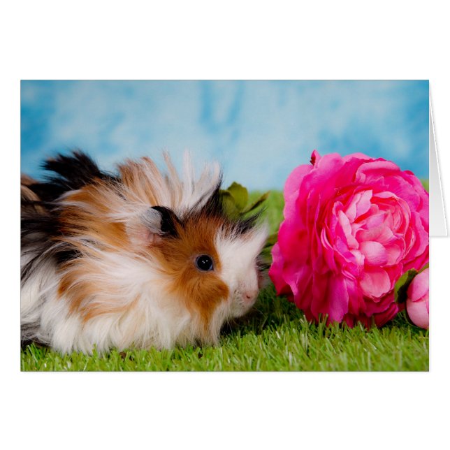 Guinea pig (Anverso (Horizontal))