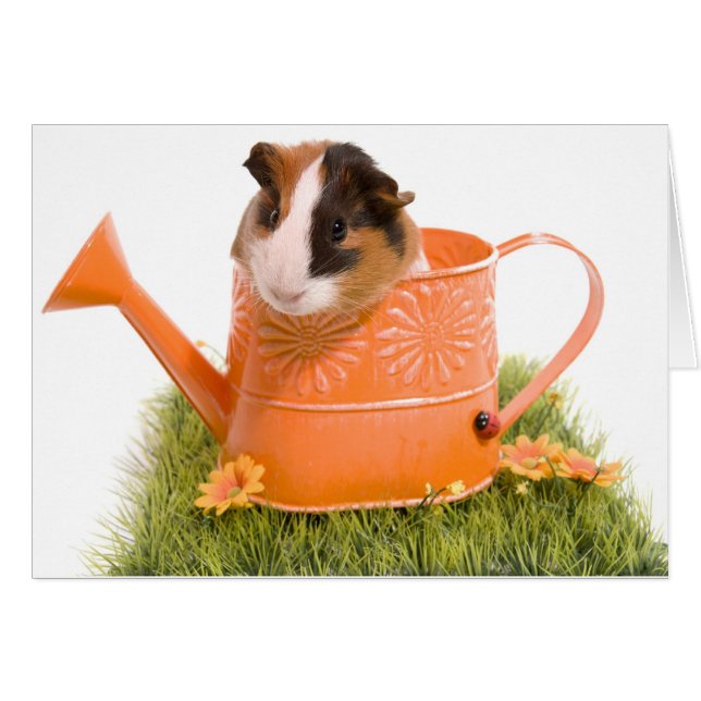 Guinea pigs se tiene lawn (Anverso (Horizontal))