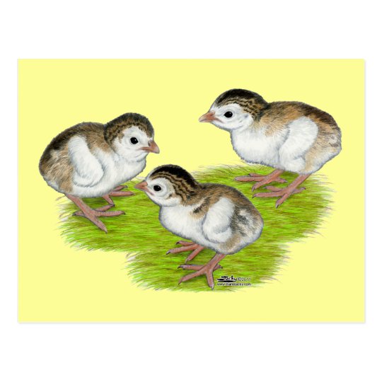 Guinea púrpura Keets Postal