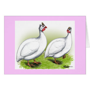 Guineas: Blanco