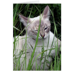 Guiño de tarjetas del gato