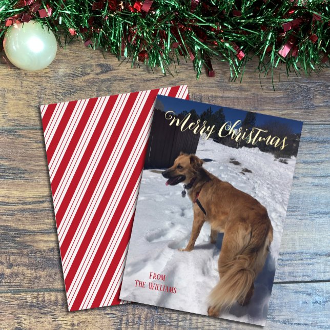 Guión moderno Tarjeta de Navidades de foto de perr (Subido por el creador)