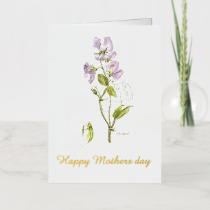 guisante dulce púrpura Feliz día de las madres acu