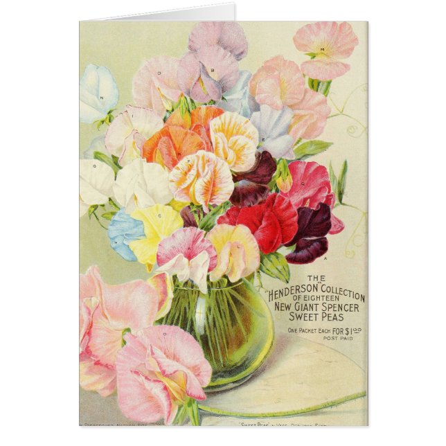 Guisantes de olor bonitos (Frente)