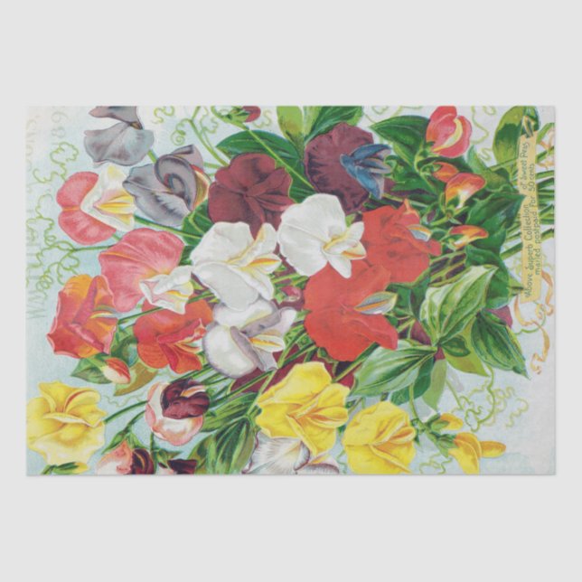 Guisantes de olor del papel seda 1897 (Anverso)