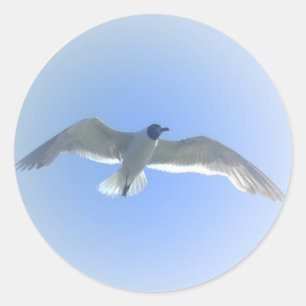Gull en el vuelo 2 Pegatina