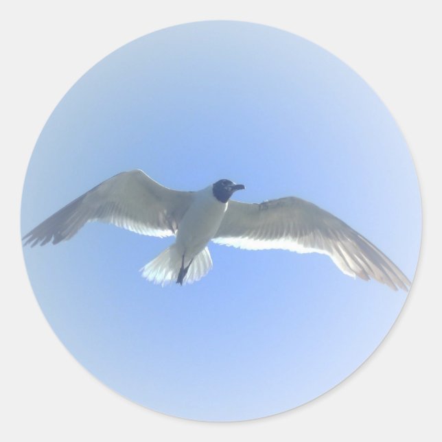 Gull en el vuelo 2 Pegatina (Anverso)