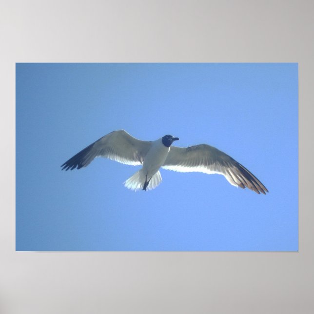 Gull en la impresión de vuelo (Frente)