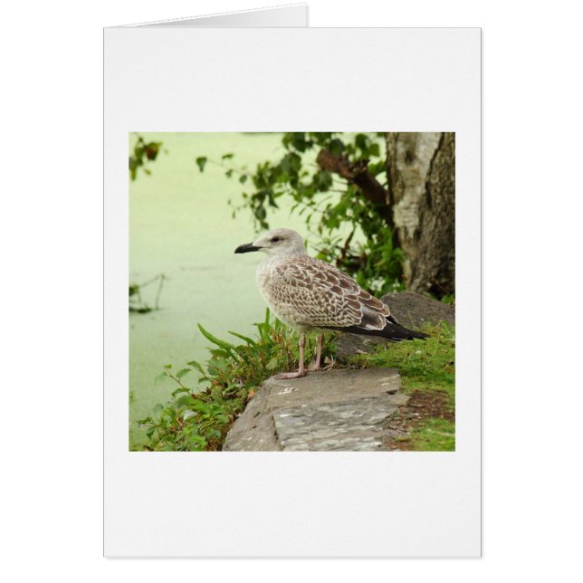 Gull femenino (Frente)