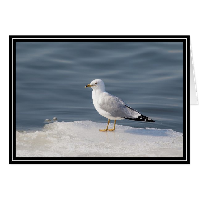 Gull on ice (Anverso (Horizontal))