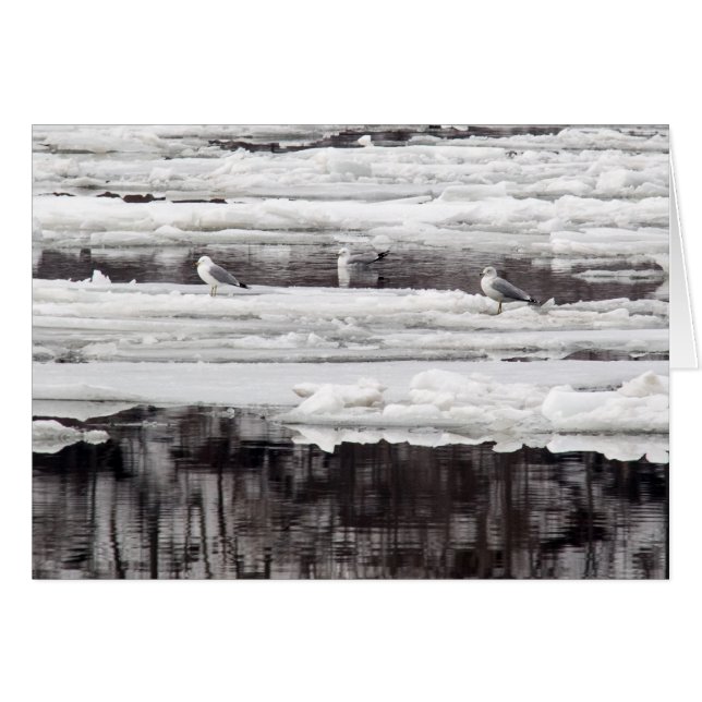 Gulls En El Hielo (Anverso (Horizontal))