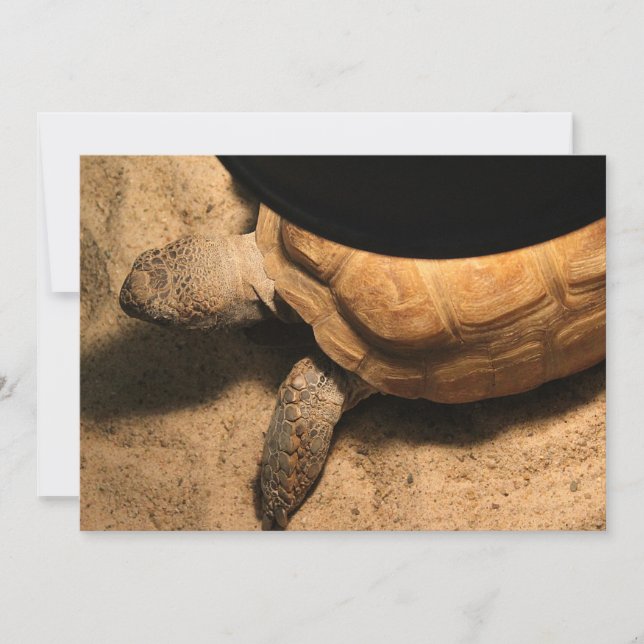 Gus the Tortoise (Anverso)