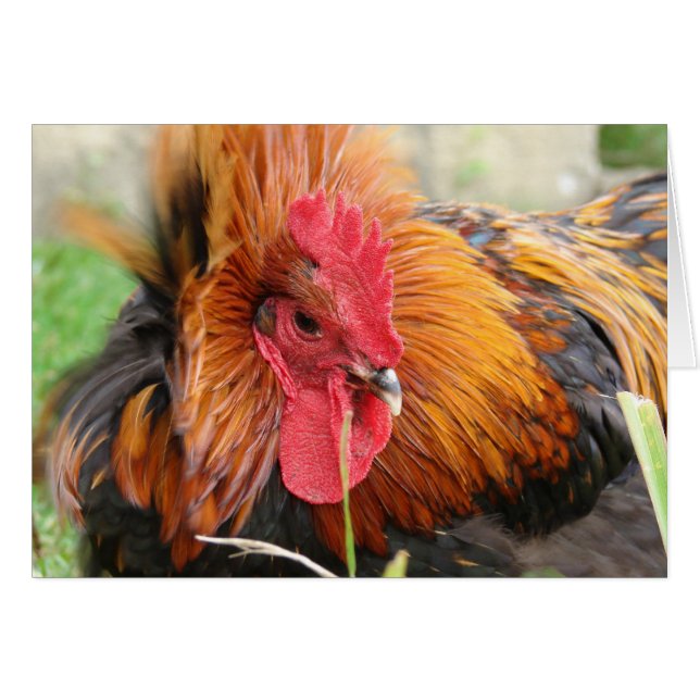 Gust de viento (Anverso (Horizontal))