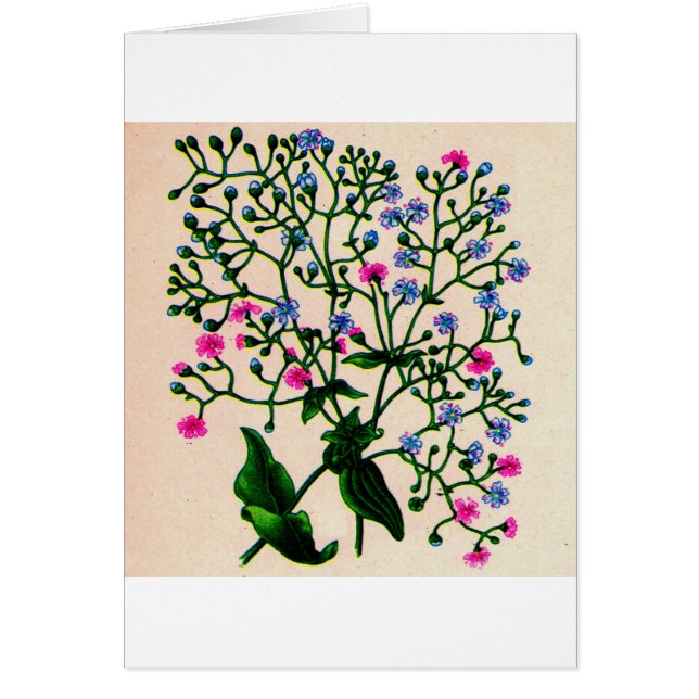 gypsophila del aliento del bebé (Frente)