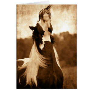 Gypsy Vanner