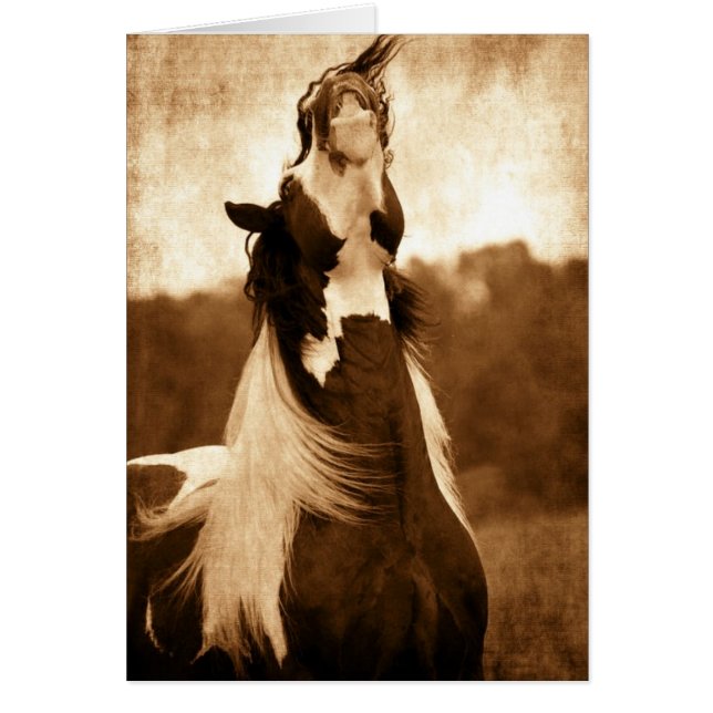 Gypsy Vanner (Frente)