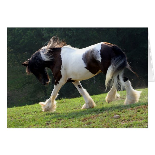 Gypsy Vanner (Anverso (Horizontal))