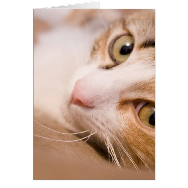 Gyro el gato (Frente)