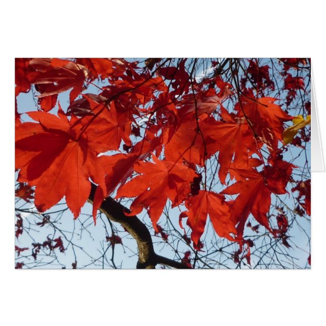 Habla Maple Leaves (Anverso (Horizontal))