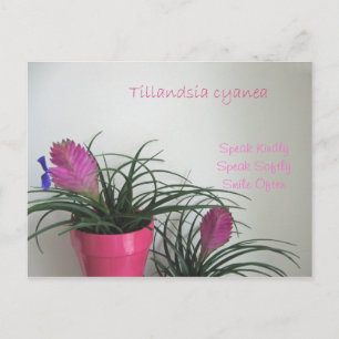Hable con amabilidad tarjeta postal rosa de la pla