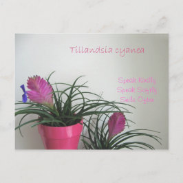 Hable con amabilidad tarjeta postal rosa de la pla