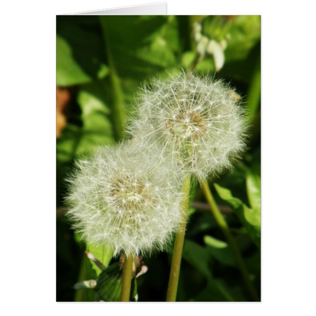 Hacer un deseo (Frente)