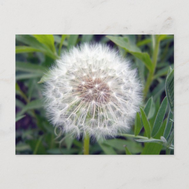 Hacer una postal de deseo (Anverso)