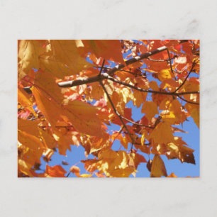 Hacia la postal del cielo