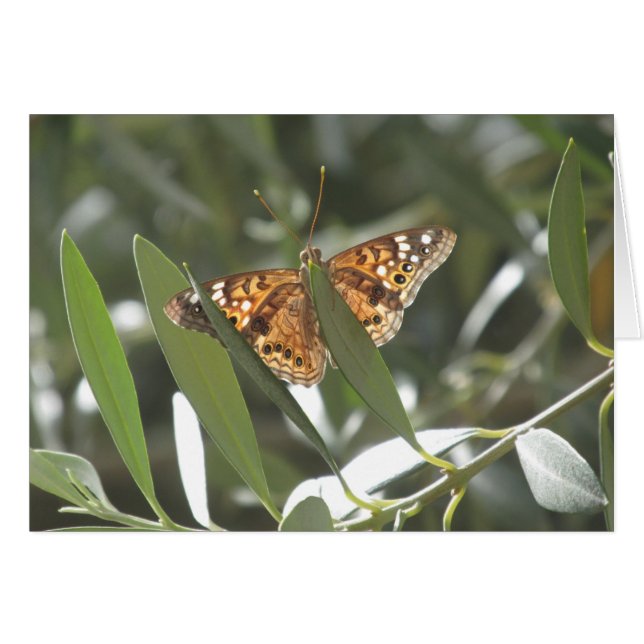 Hackberry Emperor Butterfly (Anverso (Horizontal))