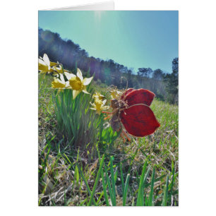 hada de ala roja y daffodis