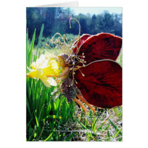 Hadas en los Daffodils