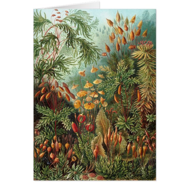 Haeckel (Frente)