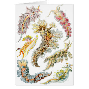 Haeckel