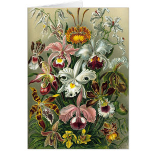 Haeckel