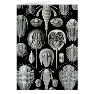Haeckel Aspidonia