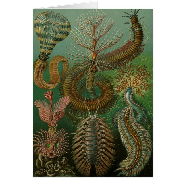 Haeckel Centipedes (Frente)