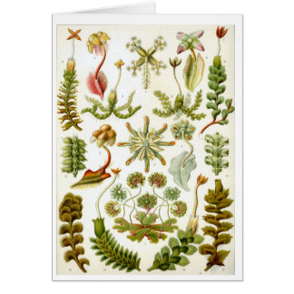 Haeckel_Hepaticae